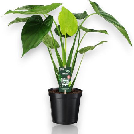 Gardenaria Alocasia cucullata - Pianta da interno ornamentale - Altezza: 100 cm (vaso 24) (1/5)
