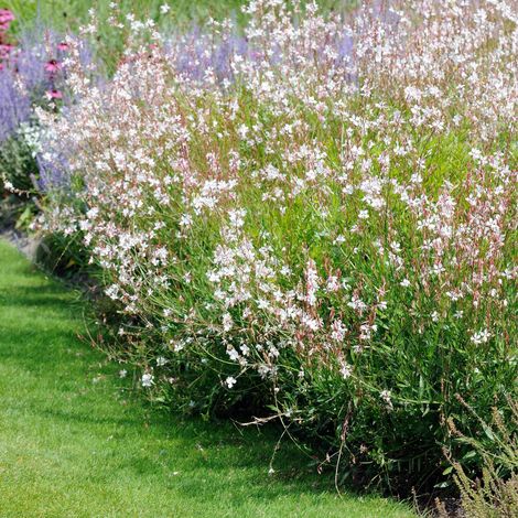 Bloomique - Lot de 3 - Gaura Lindheimeri – Gaura – Plantes de jardin – Rustique – Sans danger pour les animaux – Hauteur 10-20 cm – Pot 9x9 cm