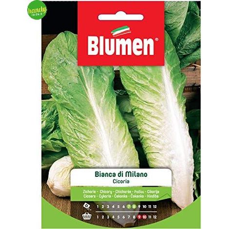 Semi Blumen cicoria bianca di milano