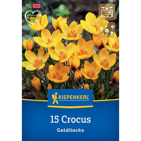 Kiepenkerl Herbstblumenzwiebel Krokus Goldilocks 15 Pflanzen (1/2)
