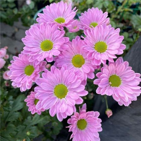 2000 graines de marguerites roses – Fleurs doubles – Kit complet avec engrais – Jardin ou terrasse (1/5)