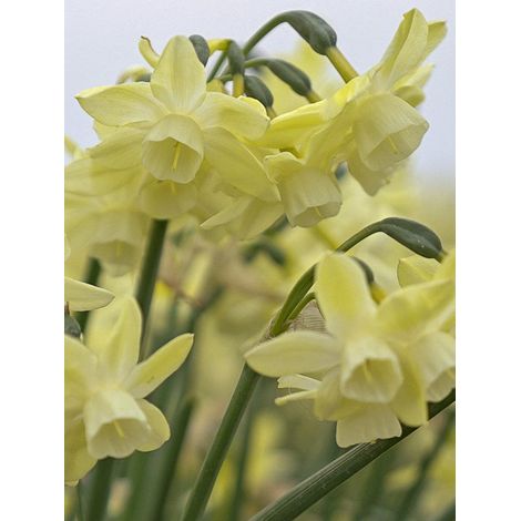 Narcisse multiflore 'Moonlight Sensation ' Bulbe calibre 10+ (par 10) (1/2)