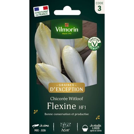 Chicorée Witloof (endive) Flexine HF1 Vilmorin (1/2)