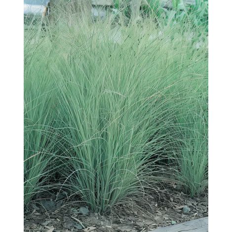 Gardenaria Miscanthus sinensis 'Morning Light' - Graminacea ornamentale da esterno - Altezza: 100 cm (vaso 24) (1/4)