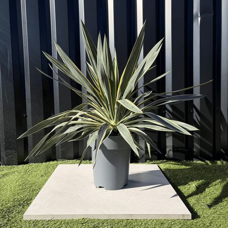 Yucca Gloriosa Variegata Hauteur 50 Cm Pot 7 Litres