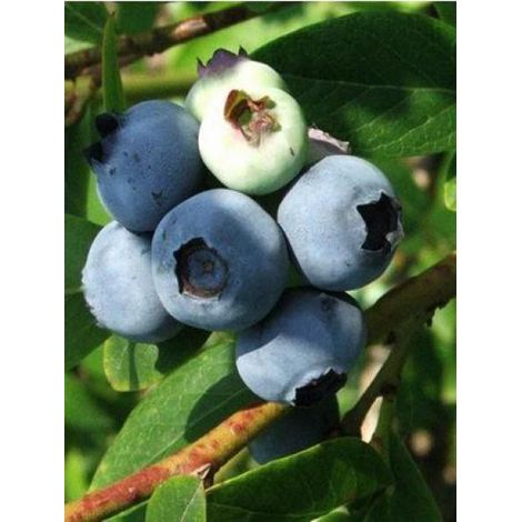 Myrtille d'Amérique 'Blue Crop' Pot de 1,5L/2L, Buisson