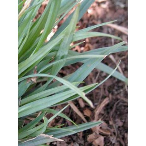 Laîche 'Bunny blue' Godet de 8/9 cm