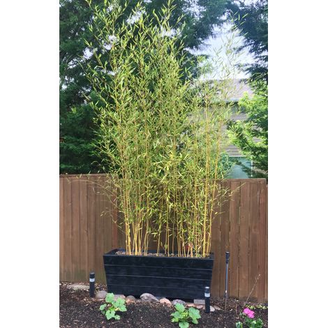 Bamboo dorato Phyllostachys aurea bambù sempreverde da siepe per privacy e schermature pianta in vaso  ø18 cm h. 150 cm circa