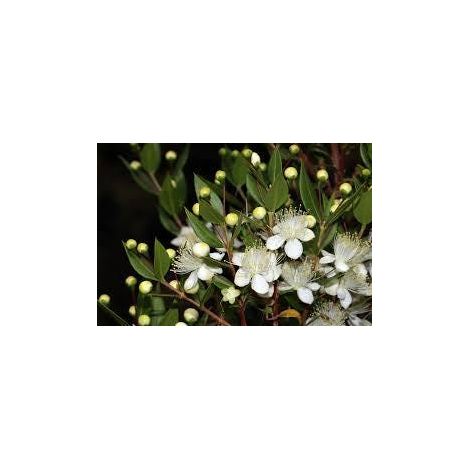Myrtus communis (common myrtle) 3 cuttings/cuttings  white/white