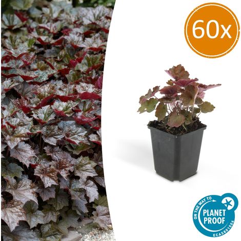 Lot de 60 Heuchères Palace Purple - Heuchera micrantha - Feuillage Pourpre - 10-25 cm - Pot Ø 9 cm - PANGIVO (1/5)