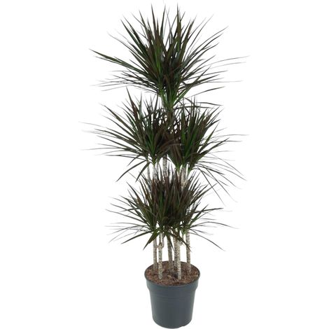 Dracaena Magenta Carrousel - Plante Verte d'Intérieur Tropicale - 150 cm - ø 31 cm - PANGIVO