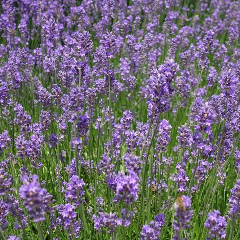 Lavande (Lavandula Angustifolia) - 6x - Munstead - Vivaces - Abeilles-Papillons - Fleurs coupées - Parfumées (1/3)