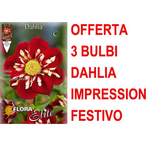 OFFERTA 3 BULBI PRIMAVERILI DAHLIA COLLAR IMPRESSION FESTIVO BULBS