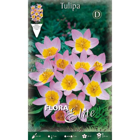 TULIPANI LILIAC WONDER (CONFEZIONE DA 10 BULBI)