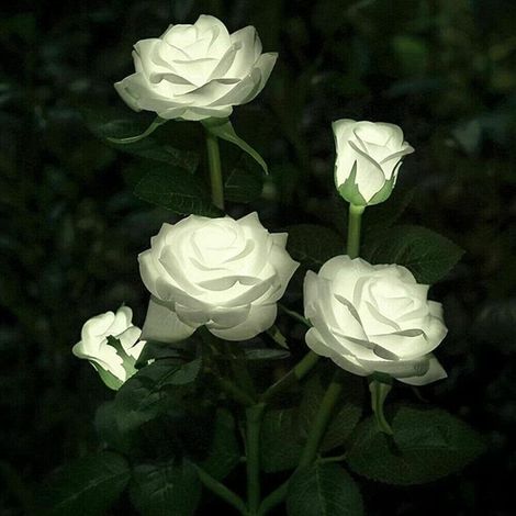 – Lampes solaires à LED roses artificielles pour extérieur – Étanchéité IP65 – Panneaux solaires polycristallins – Décoration jardin et patio – Blanc (1/5)