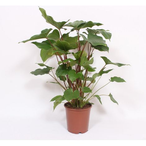 Homalomena Rubescens Maggy Plante d’intérieur feuillage vert et rouge Pot 24 cm Hauteur 90 cm - PANGIVO