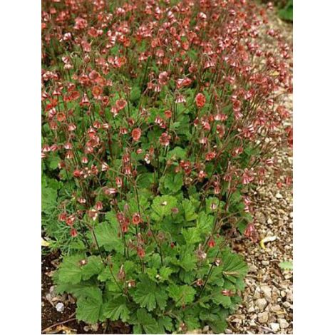 Benoîte des rives 'Leonard's Variety' Godet de 7/8 cm (1/3)