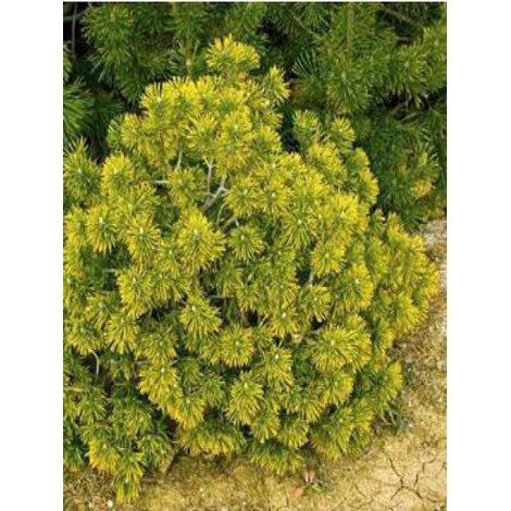 Pin de montagne 'Winter Gold' Pot de 2L/3L (1/3)