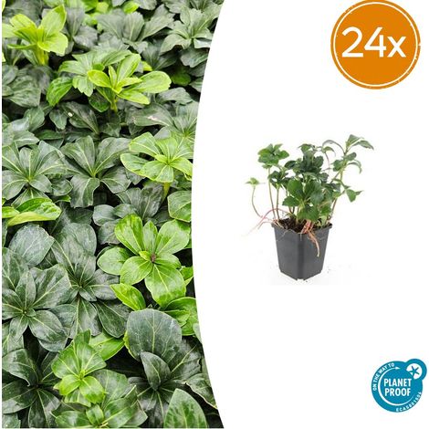 Lot de 24 Pachysandra terminalis 'Green Sheen' Couvre-sol Persistant Ombre 10-25 cm Ø 9 cm - PANGIVO (1/5)