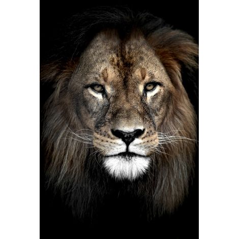 Tableau sur toile lion dans l'ombre 30x45 cm - Impression sur Toile Murale Décorative - Image imprimée en HD sur Toile - Toile sur Châssis en Bois FSC - Fabriqué en France (1/5)