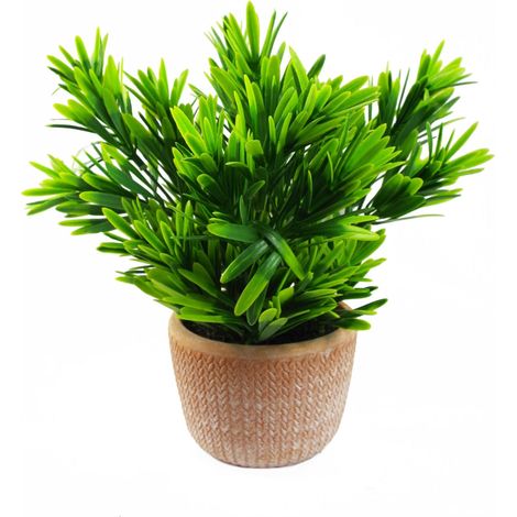 22cm Foliage Honey Plant Dark Green in Terracotta Pot (1/3)