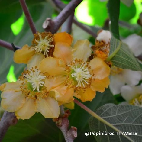 Kiwi 'Atlas' mâle (Actinidia chinensis var. deliciosa 'Atlas')