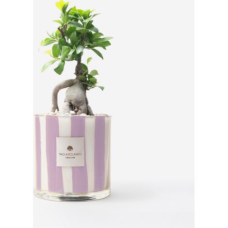Bonsai Ficus Ginseng en pot de verre décoré à la main Millerighe H 15 - Lilas