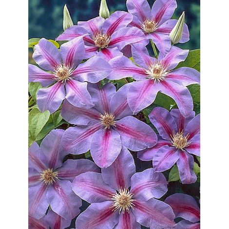 Clématite 'Etoile De Malicorne' Pot de 2L/3L (1/2)
