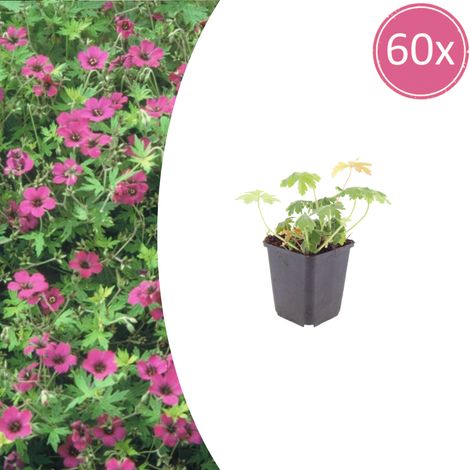 Lot de 60 Géraniums Vivaces Bevan's Variety Couvre-sol Fleurs Rose Vif Pot Ø 9 cm 10-25 cm - PANGIVO (1/5)