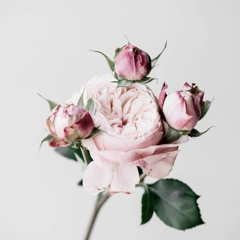 Tableau sur toile Roses 30x30 cm - Impression sur Toile Murale Décorative - Image imprimée en HD sur Toile - Toile sur Châssis en Bois FSC - Fabriqué en France (1/5)