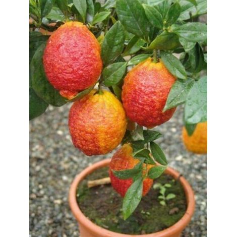 Limone rosso "Citrus limonimedica pigmentata" pianta di agrumi di Sicilia in vaso ø22 cm (1/4)
