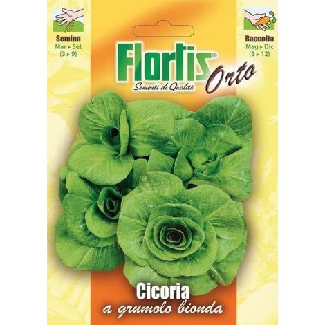 CICORIA A GRUMOLO BIONDA