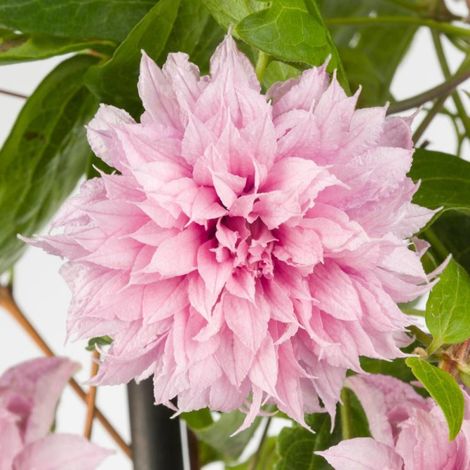 Clématite Multi Pink® 'ST17333'/Pot de 2L - Tuteur bambou 60/90 cm (1/5)