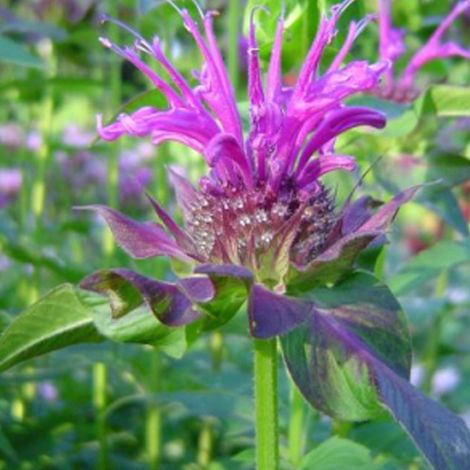 4 x Monarde  - Monarda 'Scorpion'  - godet 9x9 cm