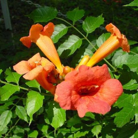 BIGNONIA CAMPSIS RADICANS VASE FLAMENCO 16CM