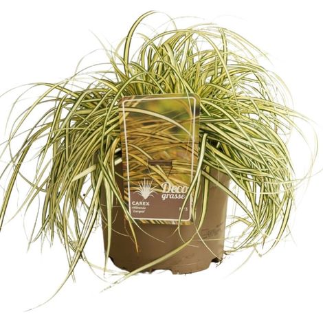 Laîche oshimensis Evergold 20cm Pot 3L - Carex oshimensis Evergold (1/2)