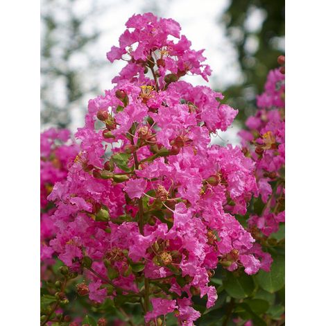 Lilas des Indes 'La Mousson' Pot de 3L/4L