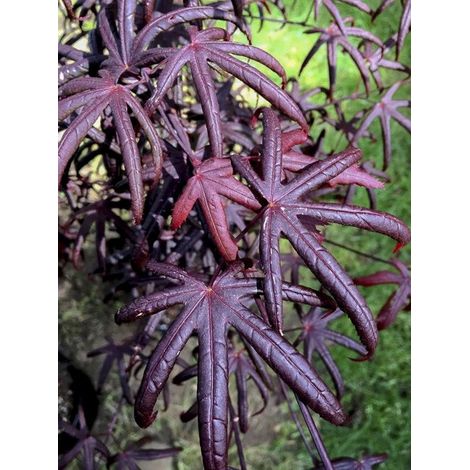 Érable du Japon 'Peve Starfish' Pot de 2L/3L (1/4)