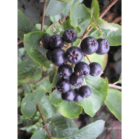 Aronie 'Nero' Pot de 1,5L/2L