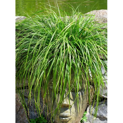 Gardenaria Carex oshimensis 'Evergreen' - Graminacea ornamentale da esterno - Altezza: 40 cm (vaso 17)