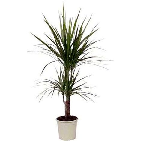 Planta Natural Dracena Marginata en Maceta M17