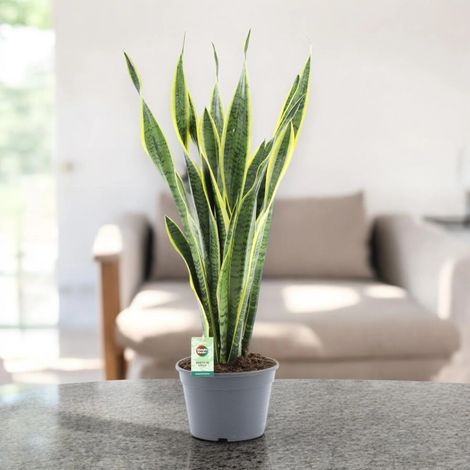 Gardenaria Sansevieria trifasciata 'Laurentii' - Pianta da interno ornamentale - Altezza: 60 cm (vaso 14) (1/5)