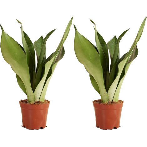 Bloomique - Lot de 2 - Sansevieria Moonshine - Langue de belle-mère - Plantes d'intérieur - Purificateur d'air - Très facile d'entretien - Hauteur 30-40 cm - Pot de 12 cm (1/5)