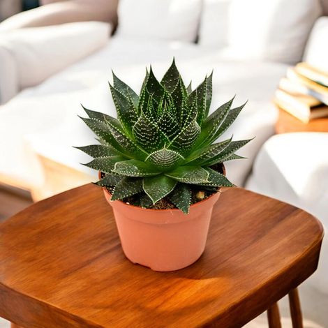 Gardenaria Aloe aristata 'Safari Ami' - Pianta da interno ornamentale - Altezza: 15 cm (vaso 10)