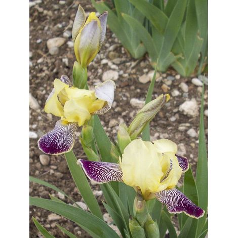 Iris des jardins remontant 'Gracchus' Rhizome, Calibre 10/15, qualité extra