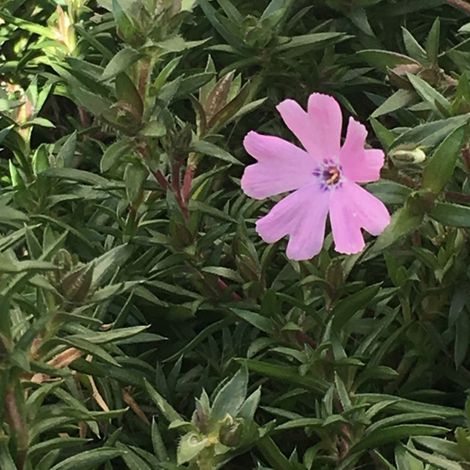 4 x Phlox nain  - Phlox douglasii 'Lilac Cloud'  - godet 9x9 cm (1/4)