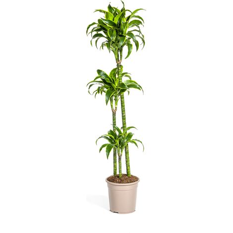 Dracaena Deremensis Dorado Plante d'Intérieur Dragonnier Feuillage Vert et Jaune Ø24cm 120-140cm - PANGIVO (1/5)