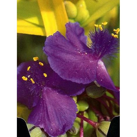 Tradescantia andersoniana 'Sweet Kate' Pot de 2L/3L (1/2)