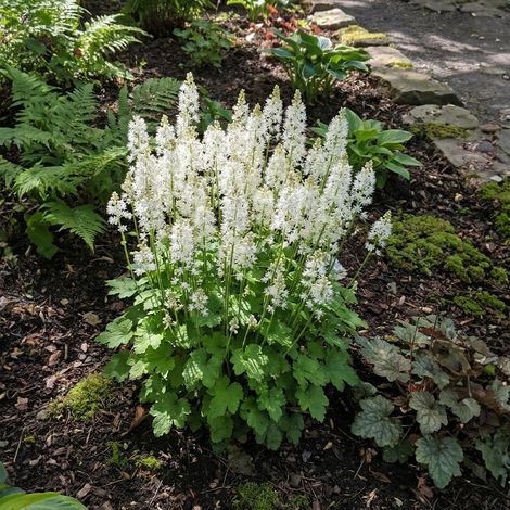 Bloomique - Lot de 3 - Tiarella cordifolia - Tiarelle cordifoliée - Plante de Jardin - Floraison abondante - Rustique - Hauteur 10-20 cm - Pot 9 cm (1/4)