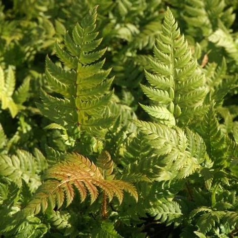 Polystic à frondes soyeuses/Godet - 5/20 cm